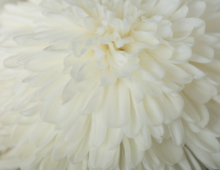Fototapeta na wymiar White Chrysanthemum Flower in Garden