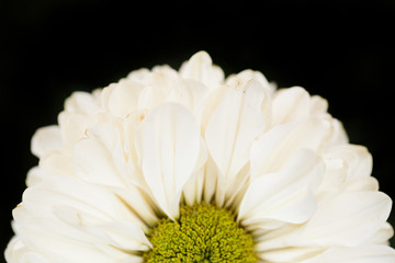White Chrysanthemum Flower in Garden