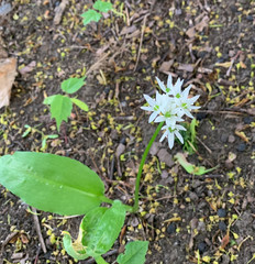 white spring bulbous primroses on the background of bare earth