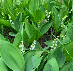 many blooming white lilies of the valley among green leaves