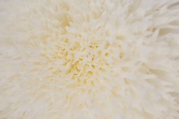 White Chrysanthemum Flower in Garden