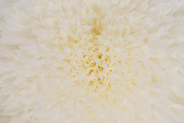 White Chrysanthemum Flower in Garden