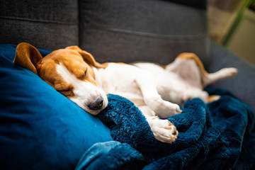 Sleeping beagle dog on sofa. Lazy day on couch.