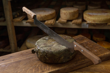 Traditional Caciotta cheese pieces with a cheese cutter on a cheeses background