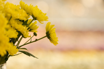 Yellow Chrysanthemum Flower in Garden