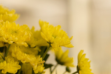 Yellow Chrysanthemum Flower in Garden
