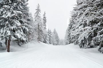 Snowy trees on a winter mountain road coverd by thick snow layer used as skiing slope during...