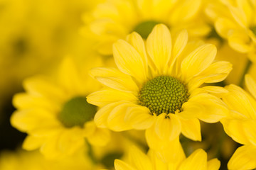 Yellow Chrysanthemum Flower in Garden