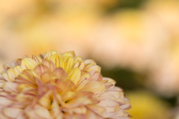Two-Tone (Yellow and Pink) Chrysanthemum Flower in Garden