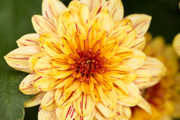 Two-Tone (Yellow and Red) Chrysanthemum Flower in Garden