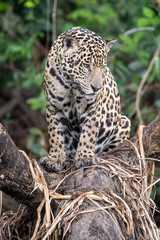 Ein Jaguar frontal auf einem Baumstamm sitzend im brasilianischen Pantanal