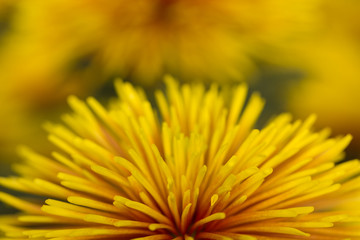 Two-Tone (Yellow and Red) Chrysanthemum Flower in Garden