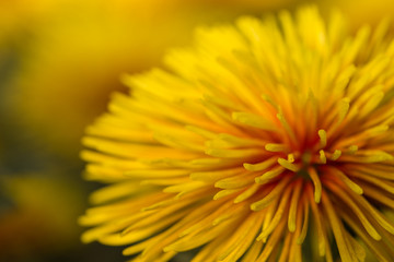 Two-Tone (Yellow and Red) Chrysanthemum Flower in Garden