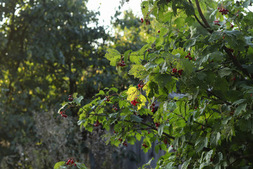 Fototapeta na wymiar Red viburnum in the garden. Strengthening immunity. Health concept