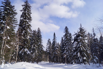 winter landscape
