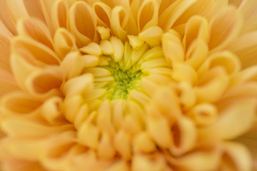 Yellow Chrysanthemum Flower in Garden