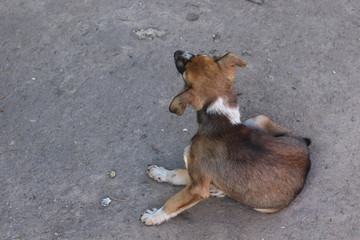 The puppy scratches with its hind paw. The dog has lice. The concept of a stray animal.