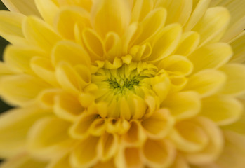 Yellow Chrysanthemum Flower in Garden