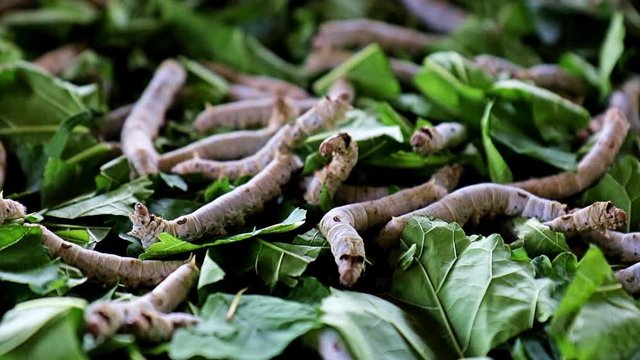 Many silkworms eat green leaves. Caterpillars of a silkworm eat leaf of a mulberry.