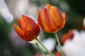 Couple orange color tulips flower blossom as floral background