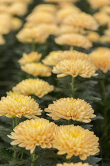 Yellow Chrysanthemum Flower in Garden
