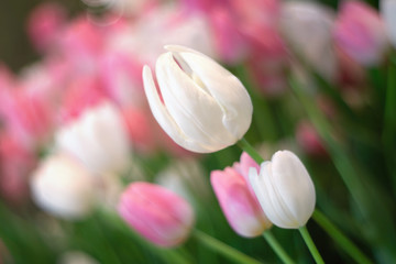 White tulips flower blossom as floral background