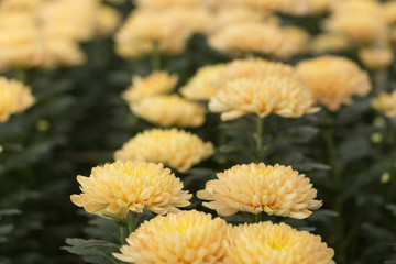 Yellow Chrysanthemum Flower in Garden