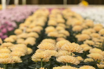 Yellow Chrysanthemum Flower in Greenhouse