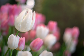 White tulips flower blossom as floral background