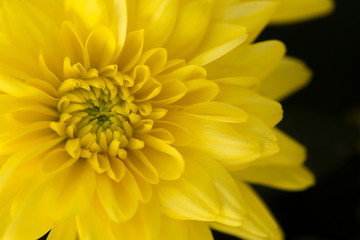 Yellow Chrysanthemum Flower in Garden