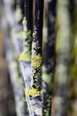detail of an old rusty wrought iron gate