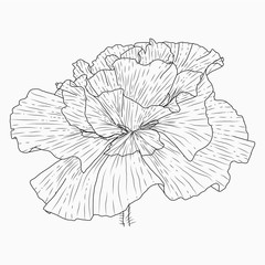 California poppy flowers drawn and sketch with line-art on white backgrounds.