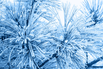 Coniferous branches covered with hoarfrost in classic blue trendy color. background. Color of the year 2020.
