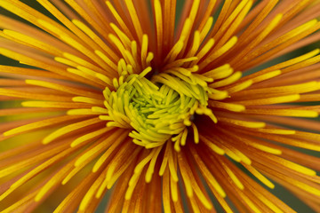 Two-Tone (Yellow and Red)  Chrysanthemum Flower in Garden