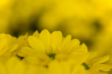 Yellow Chrysanthemum Flower in Garden