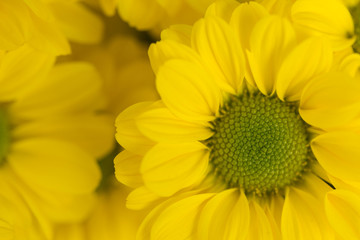 Yellow Chrysanthemum Flower in Garden