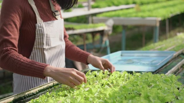 Close up farmer woman standing on hand seedlings baby plant in hydroponic farm