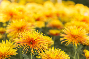 Two-Tone (Yellow and Red) Chrysanthemum Flower in Garden