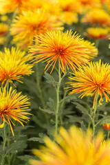 Two-Tone (Yellow and Red) Chrysanthemum Flower in Garden