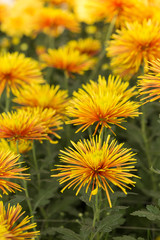 Two-Tone (Yellow and Red) Chrysanthemum Flower in Garden