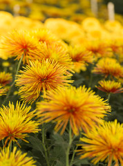 Two-Tone (Yellow and Red) Chrysanthemum Flower in Garden