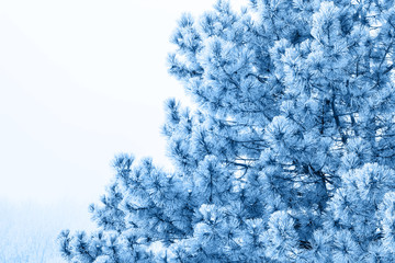 natural background with pine branches in the frost in classic blue trendy color. Color of the year 2020.