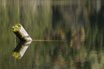 Baumstamm im Herbst der aus einem Bergsee ragt 251815