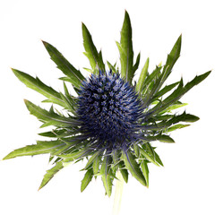 Thistle flower isolated on white background. Arty, bright green and blue color Thistle bloom. Studio shot