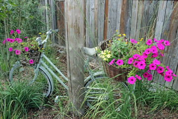 Fototapeta na wymiar Grünes Fahrrad mit Sommerblumen