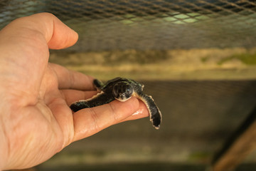 The male hand holds the newly born little turtle