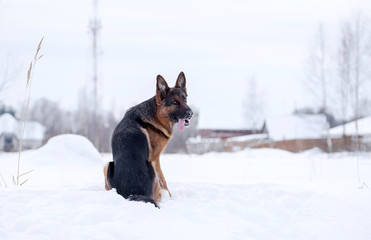 Dog breed German shepherd sitting in the snow back, turns his head