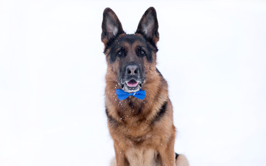 Dog breed German shepherd winter portrait closeup in butterfly looks