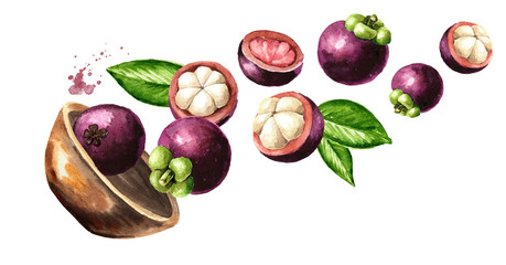 Bowl with fresh Mangosteen fruits, Watercolor hand drawn horizontal  illustration isolated on white background