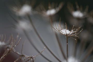 Selective focus of Heracleum mantegazzianum on edge of forest. Known as giant hogweed or cartwheel-flower. Dry and snowed plant in the winter.